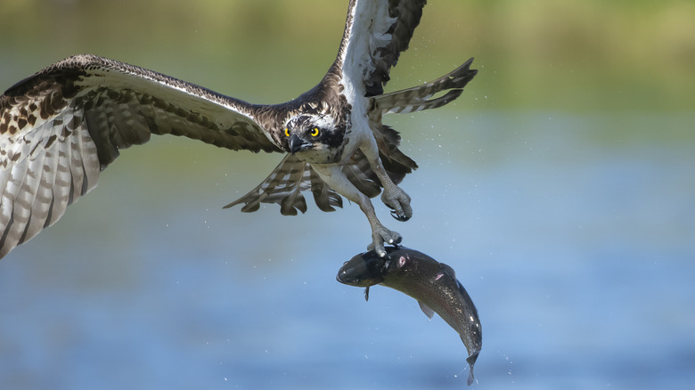 An osprey with a fish