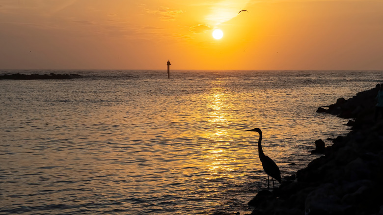 A heron looks at the Nokomis sunset over the water