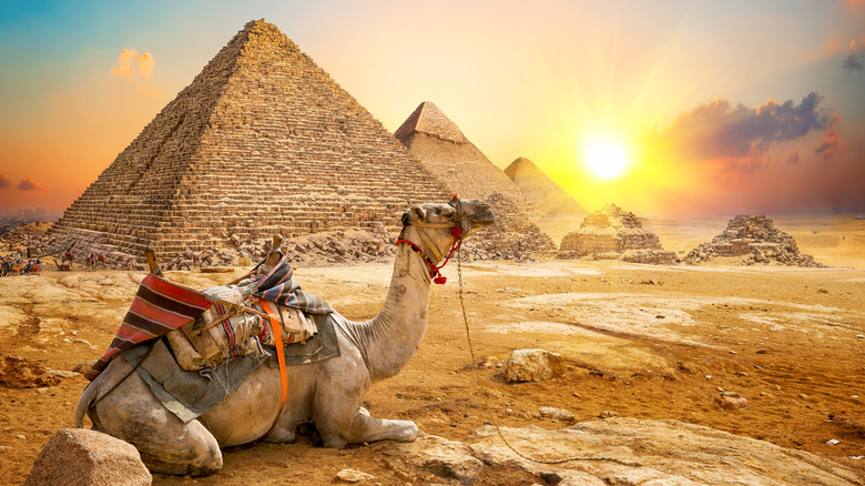 Camel and pyramids