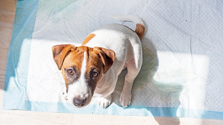 A cute puppy sitting on a puppy pad