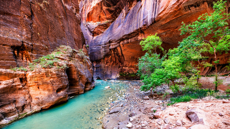 A colorful canyon and stream in Zion National Park, Utah