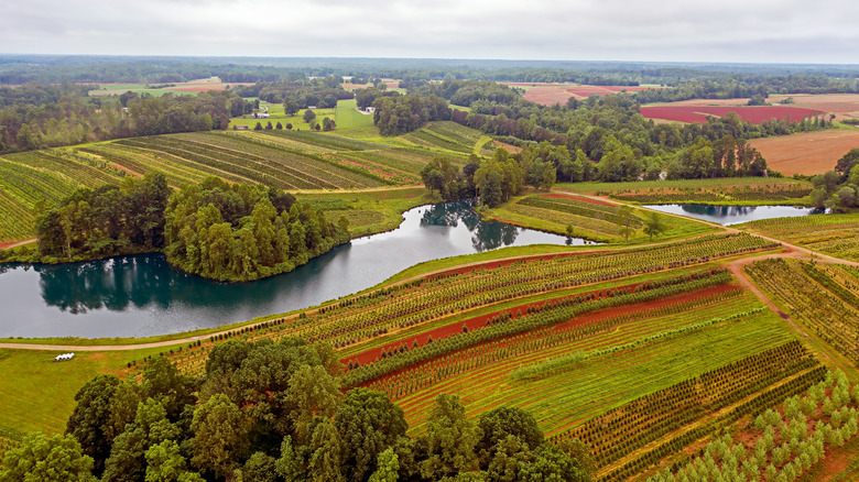 North Carolina Yadkin Valley wine country