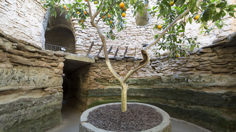 orange tree underground