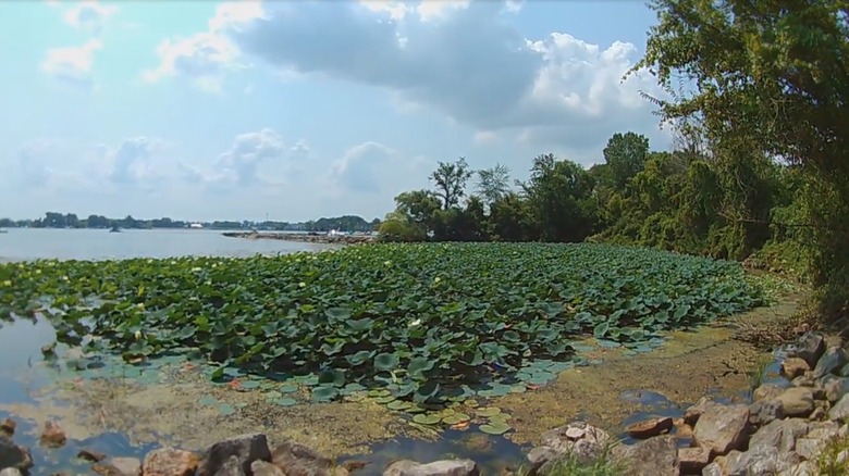 Lily pads on Lake Erie shoreline