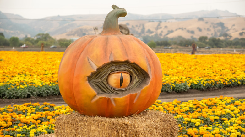 A giant pumpkin has a carved monster eye at Spina Farms Pumpkin Patch