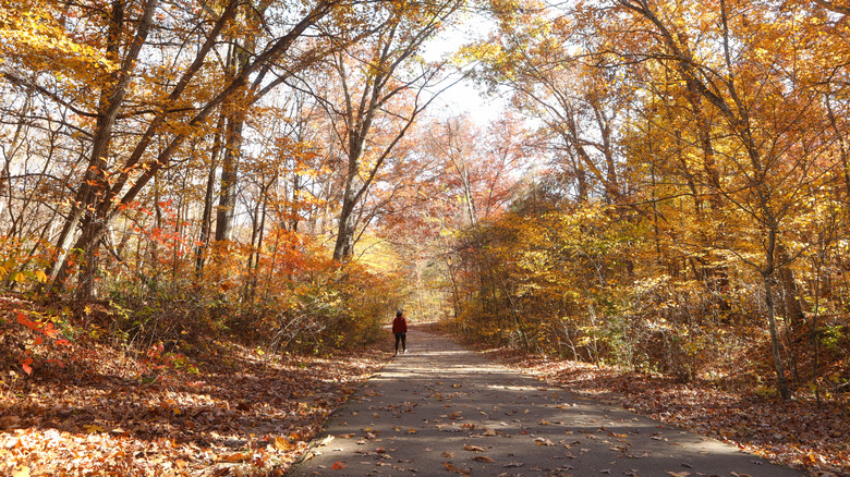 a person taking walk under orange trees at johnson's shut-ins state park, missouri