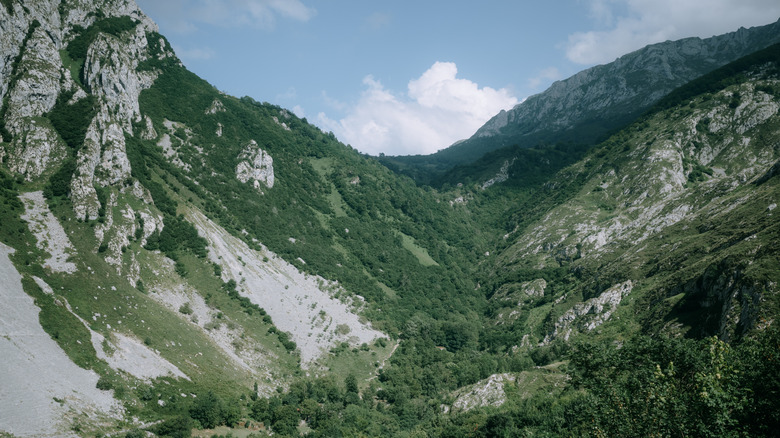 dramatic forested mountain view in Picos de Europa National Park
