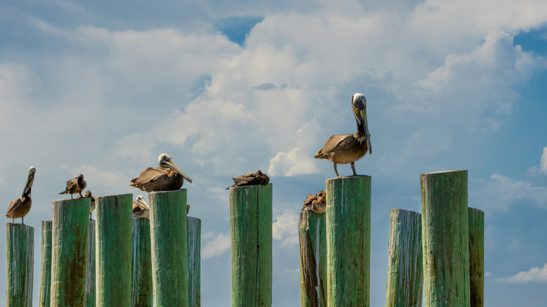 Flock of brown pelicans roost on wooden posts of a dock on the Texas City Dike in Texas City, Texas, USA