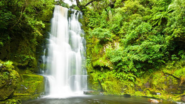 Cascading waterfall in New Zealand surrounded by green forest