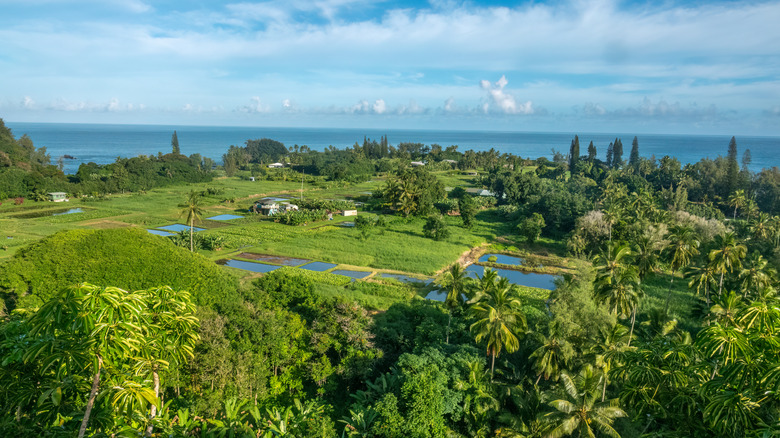 maui landscape with sea