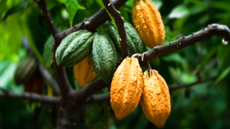 cacao pods on a tree