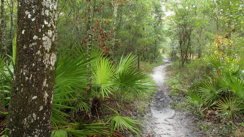 trail in woods