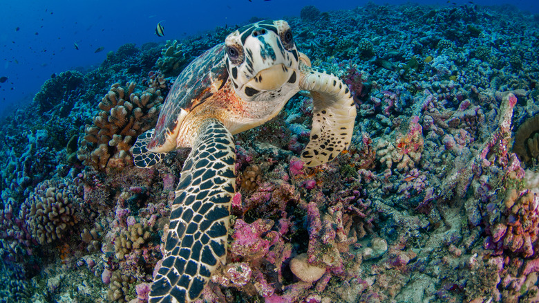 A seaturtle in Rangiroa
