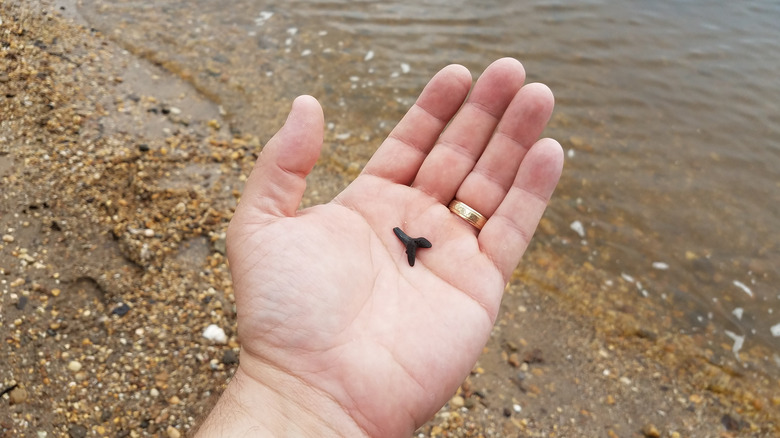 Man's hand holding fossilized shark tooth on the beach with rocks