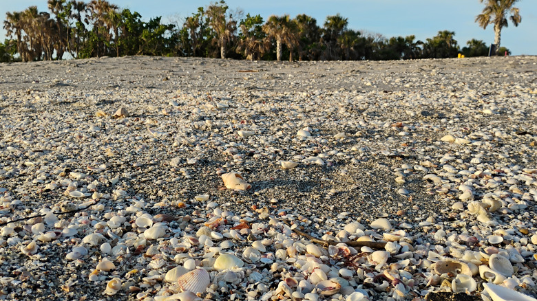 Quiet Caspersen Beach in Venice, Florida
