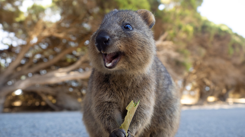 Quokka on Rottnest Island, Australia