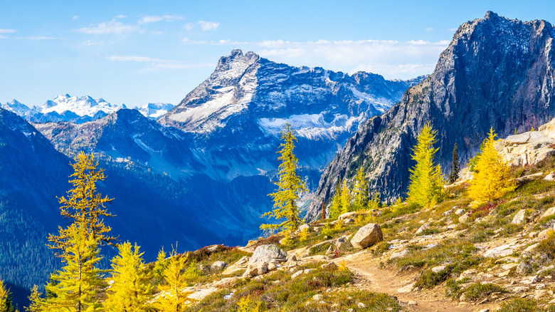 Golden larch trees on Cutthroat Pass in North Cascades National Park