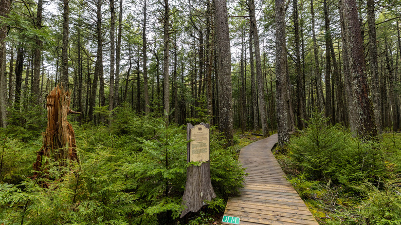 A forested trail in Kejimkujik National Park