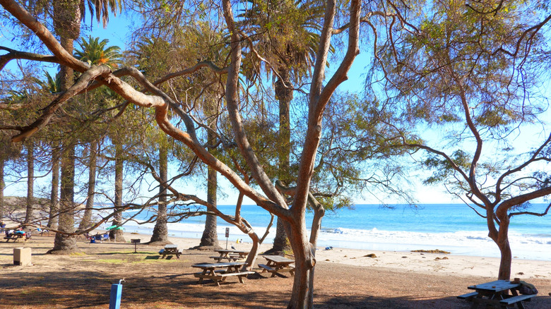 Refugio State Beach, trees, sand, and picnic tables