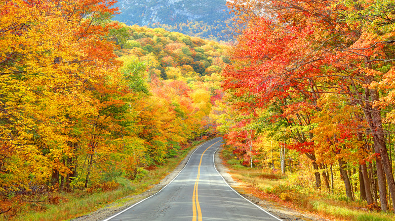 road lined with trees during fall