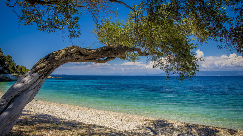 an olive tree on a pristine pebble beach