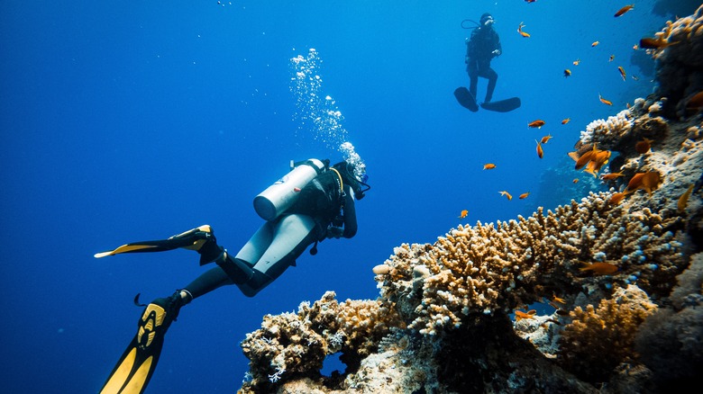 divers in Bonaire
