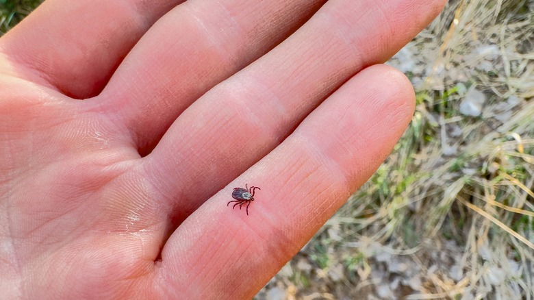Tick crawling on hand