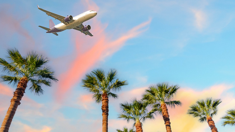 Plane over palm trees