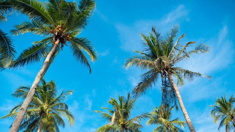 Upward shot with palm trees and a blue sky