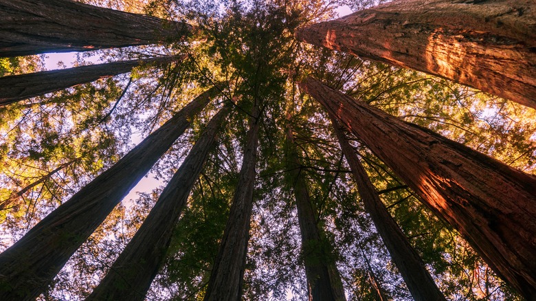 Big Basin Redwood trunks and sprouts