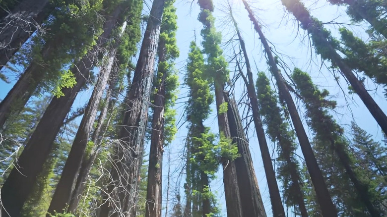 Big Basin Redwood trees from below sunny