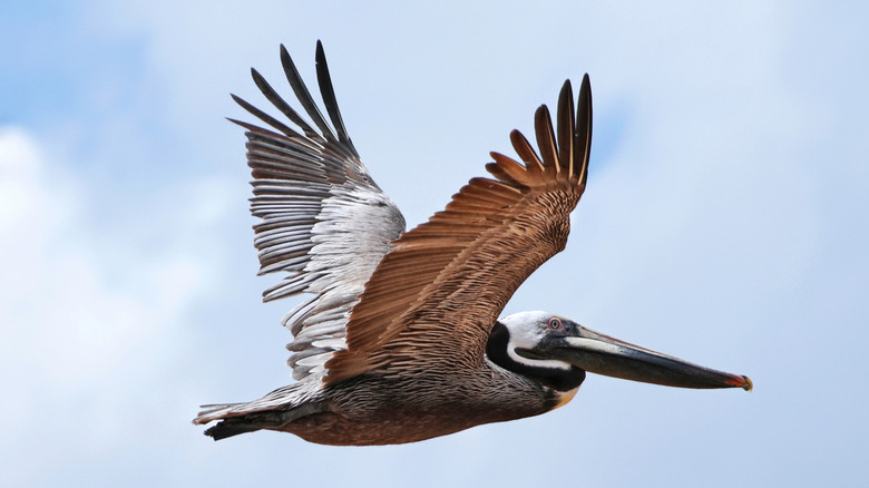 A brown pelican in flight.
