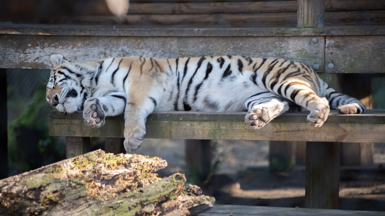 A tiger at Catty Shack Ranch sleeps peacefully