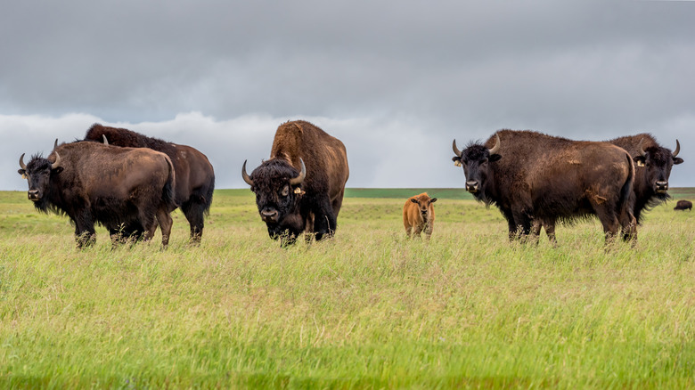 Bison wandering the plains in Grasslands National Park Canada
