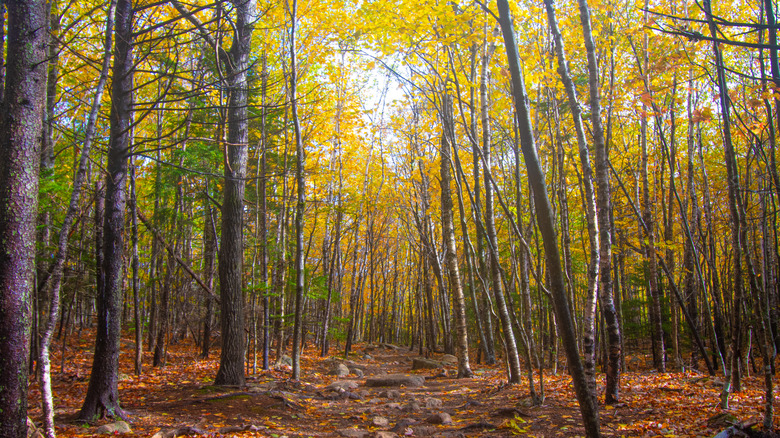 Green Mountain forest in Vermont