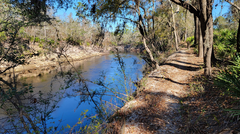 Hiking trail along the Suwannee River on the Florida Trail
