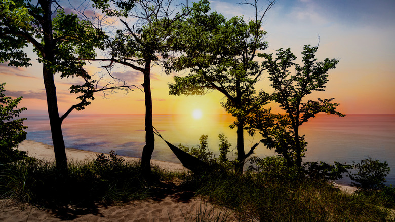 Trees at sunset at Indiana Dunes