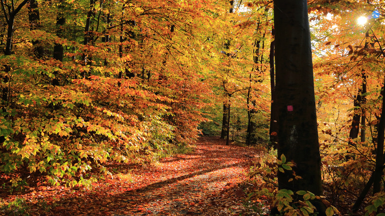 golden foliage beside wooded hiking trail