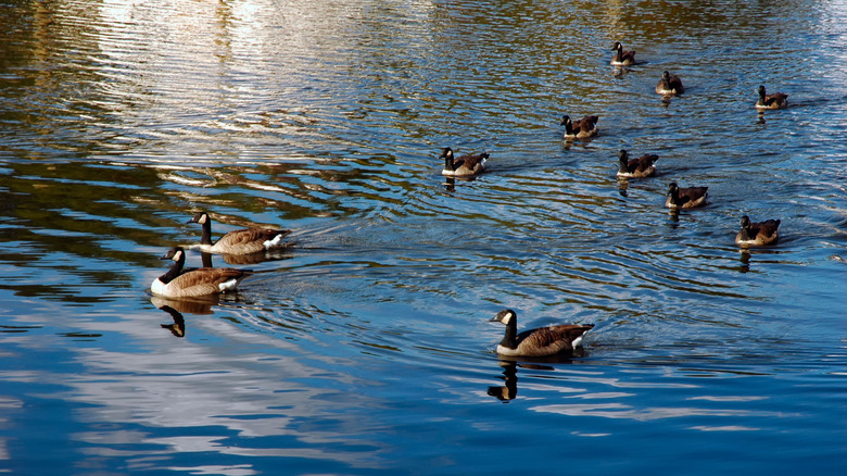 Geese glide on the surface of the Occoquan River