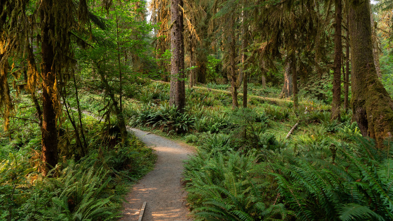 Hoh Rainforest Hall of Mosses Trail in Olympic National Park