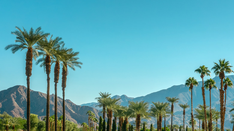 Palm trees and mountains in the background in the California desert