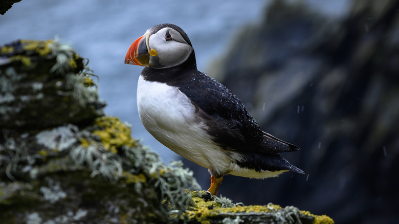 Puffin perched on a Skellig Michael cliff
