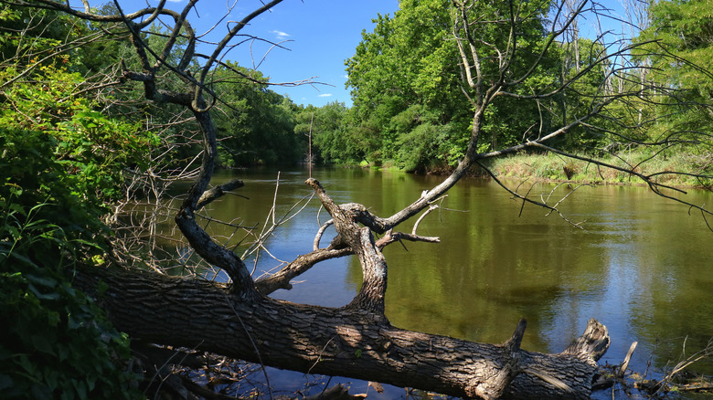 Tree next to a river