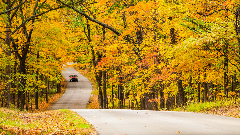 Fall foliage trees along a road