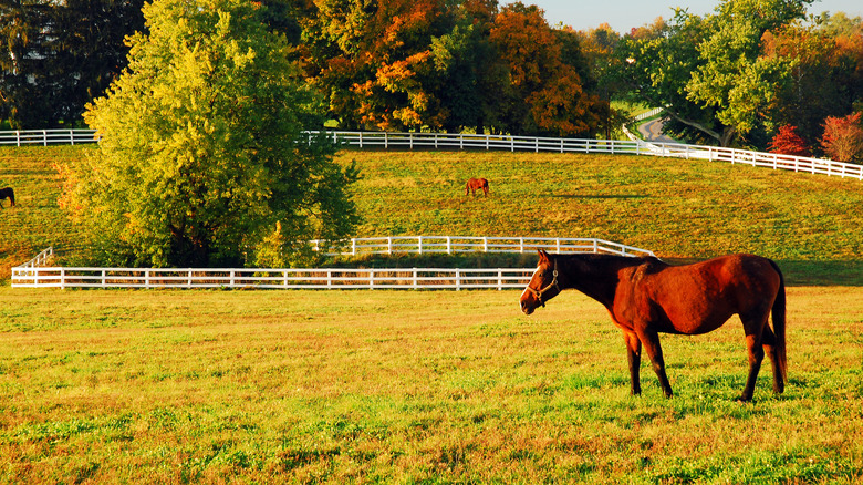 A horse grazes at a horse ranch in Kentucky's Bluegrass Region