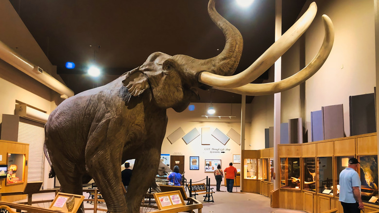 Mammoth on Display in the Mammoth Site