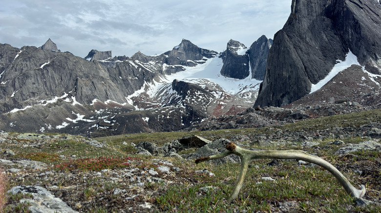 caribou horn, grass, snow on grey mountains