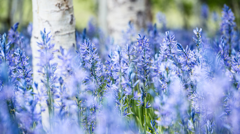 Camas lilies in bloom