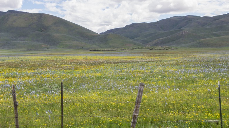 View over Camas Prairie 