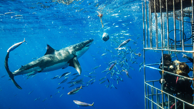 A great white shark near a cage
